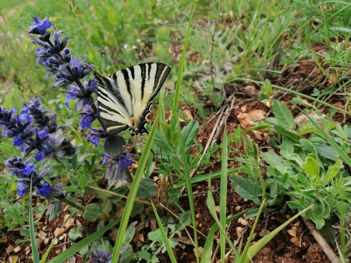 Ferienresidenz Lavandula Nova Vas  Exteriör bild